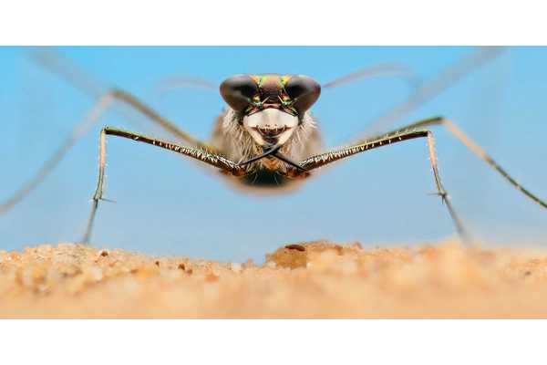 A Real Bug’s Life Season 2 Producers Talk Bugs That "Run So Fast They Go Blind" & More For The Awkwafina-Narrated Docuseries