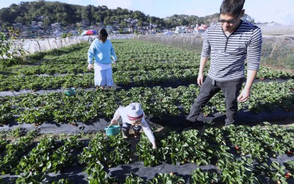 <p><strong>EXPERIENTIAL TOURISM</strong>. The Department of Tourism is urging stakeholders to come up with activities that will allow visitors to have a complete experience of the destination, like strawberry-picking in La Trinidad, Benguet. DOT-Cordillera Director Jovita Ganonga said in an interview on Monday (April 1, 2024) that experiential tourism will encourage return visits. <em>(PNA file photo)</em></p>
