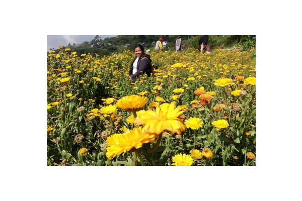 Benguet flower town continues to increase tourism revenues