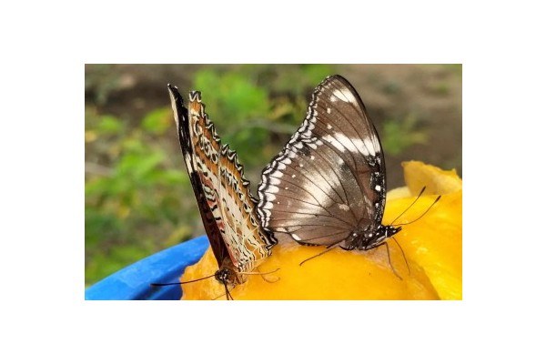 P15-M butterfly garden, koi lagoon to boost Iloilo City attraction