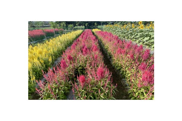 First flower farm opens in Laoag City