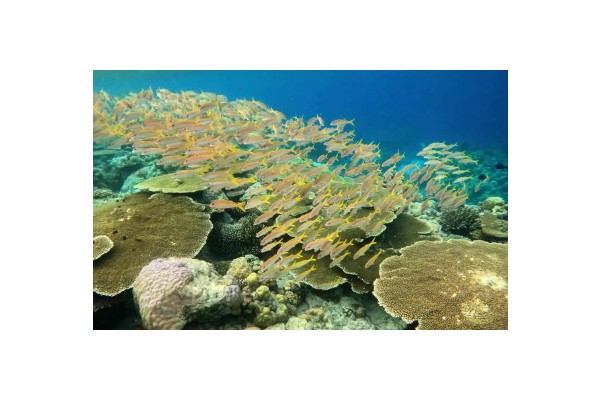 PH's Apo Reef, 2 others named ASEAN’s newest heritage parks