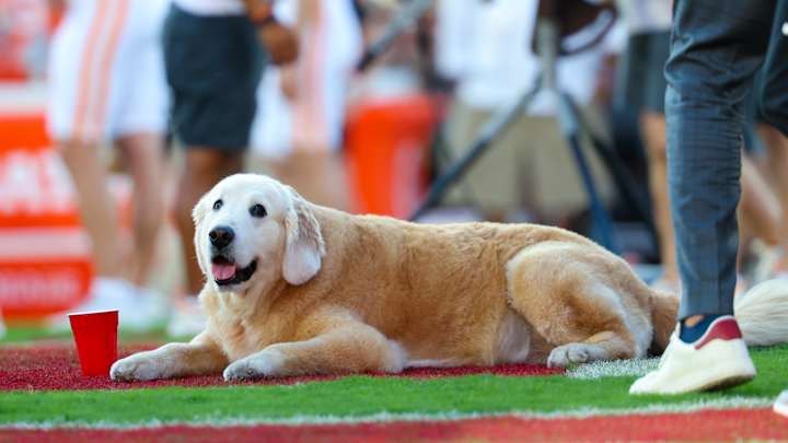 Sep 21, 2024; Norman, Oklahoma, USA; Ben (the dog of ESPN commentator Kirk Herbstreit) lays on the field before the game between the Oklahoma Sooners and Tennessee Volunteers at Gaylord Family-Oklahoma Memorial Stadium Sep 21, 2024; Norman, Oklahoma, USA; Ben (the dog of ESPN commentator Kirk Herbstreit) lays on the field before the game between the Oklahoma Sooners and Tennessee Volunteers at Gaylord Family-Oklahoma Memorial Stadium