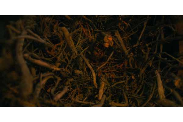 Are Infected Getting Into Jackson? What The Last Of Us Season 2's Vine Tease Means