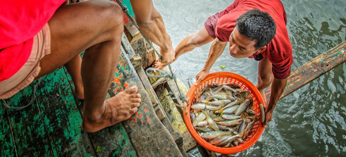 Fishers in Thailand bring their catch ashore. Fishers in Thailand bring their catch ashore.