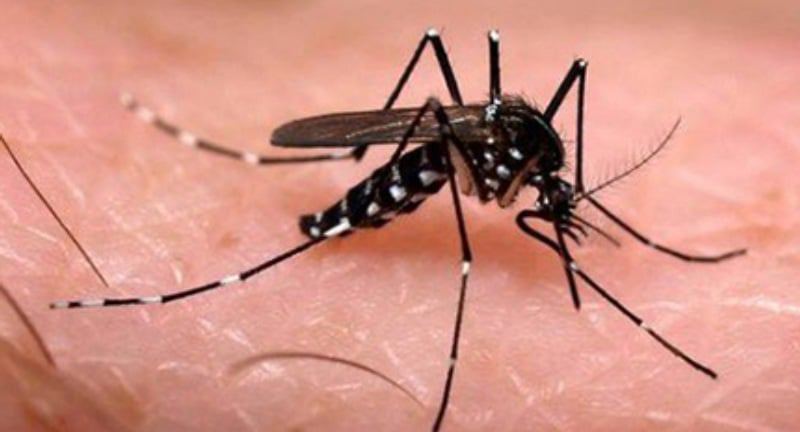 Launch of the Global Arbovirus Initiative