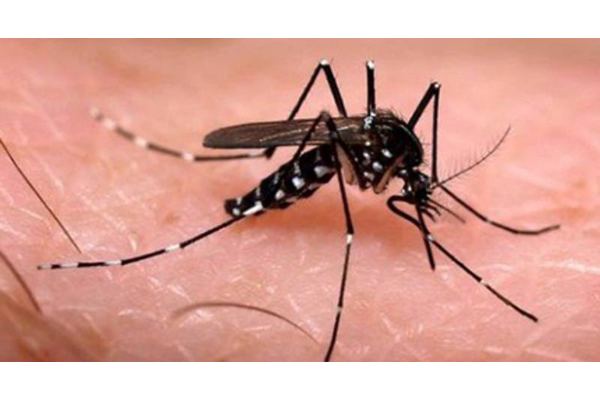 Launch of the Global Arbovirus Initiative