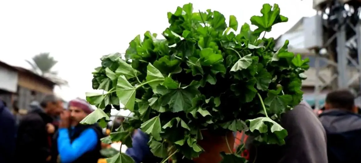 Wild plants, including cheeseweed, are being sold in Deir Al-Balah in central Gaza as food stocks have been depleted. 