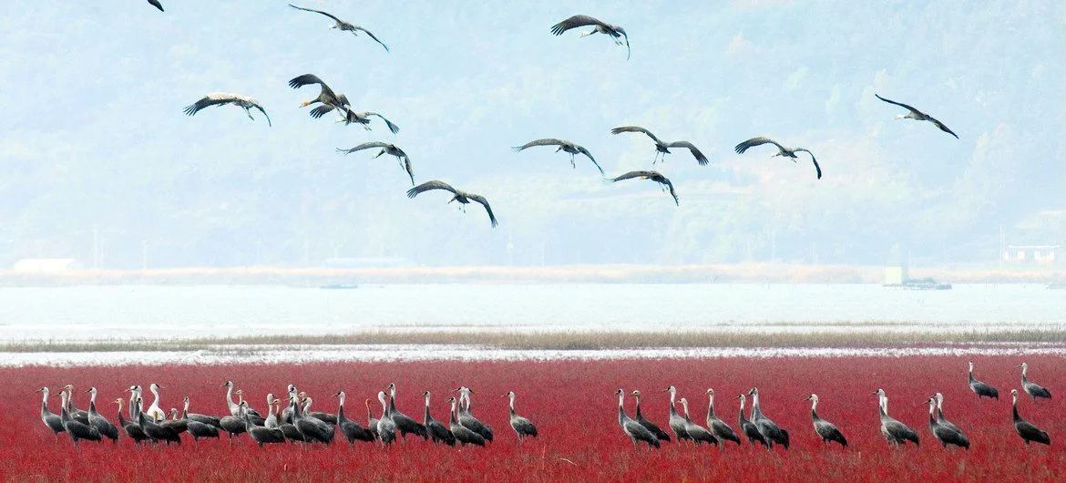 Community of East Asian seepweed and Hooded cranes in the Korean Tidal Flat. Community of East Asian seepweed and Hooded cranes in the Korean Tidal Flat.