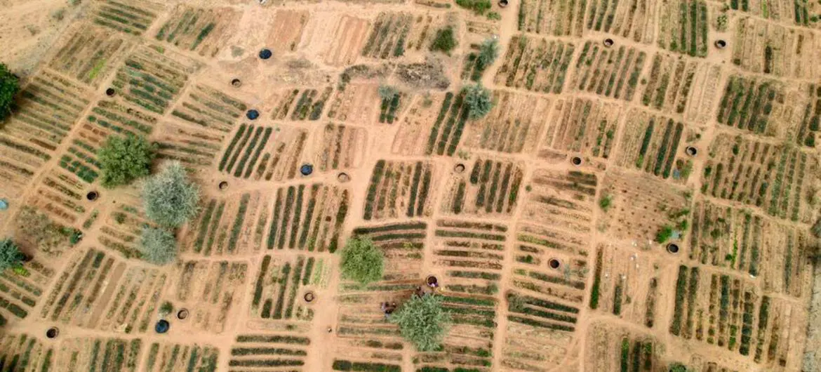 An aerial view of WFP-supported community gardens in Niger's Tillaberi region, which are part of a broader, multi-partner Sahel resilience initiative. An aerial view of WFP-supported community gardens in Niger's Tillaberi region, which are part of a broader, multi-partner Sahel resilience initiative.