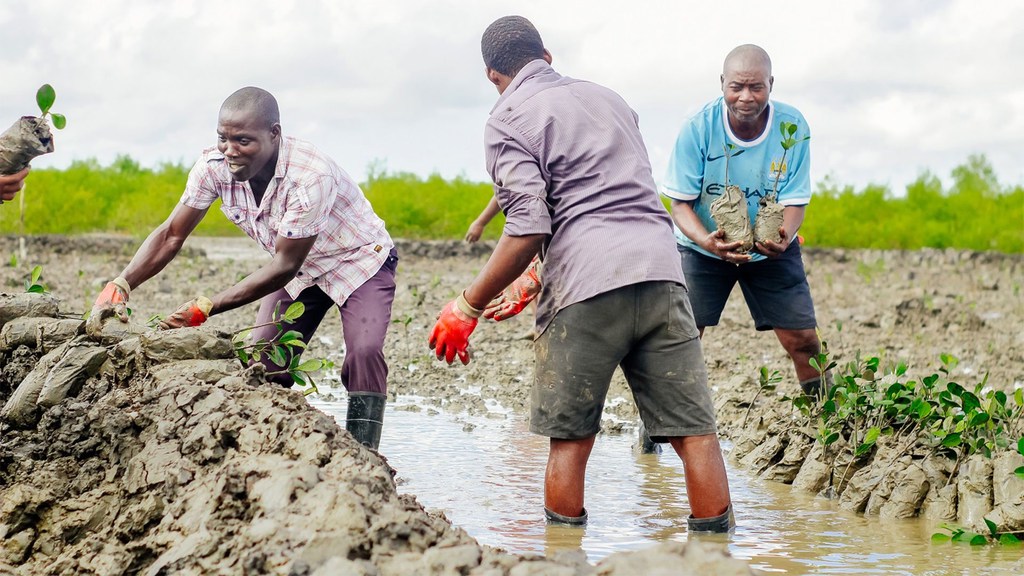 Local community members in Quelimane, Mozambique, restore mangrove forests to prevent flooding. Local community members in Quelimane, Mozambique, restore mangrove forests to prevent flooding.