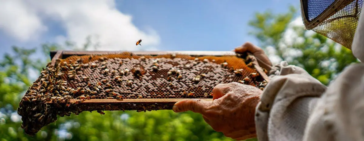 The National University of Costa Rica estimates that 65 per cent of the plants on the planet require pollinators, and of these, the most important are bees. The National University of Costa Rica estimates that 65 per cent of the plants on the planet require pollinators, and of these, the most important are bees.