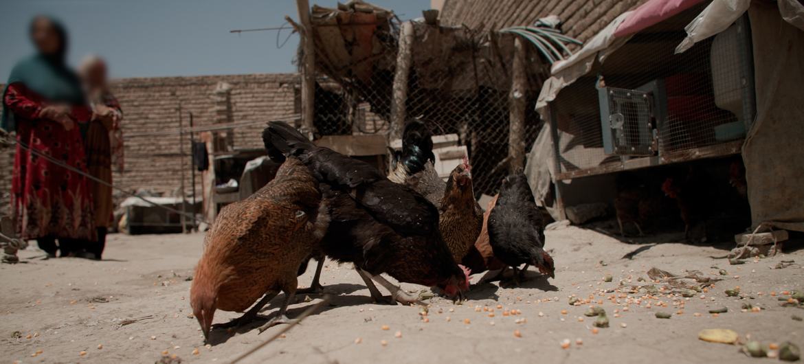 Chickens provided by UNODC’s alternative development project feeding in a backyard in Dogabad village, Kabul, Afghanistan. Chickens provided by UNODC’s alternative development project feeding in a backyard in Dogabad village, Kabul, Afghanistan.