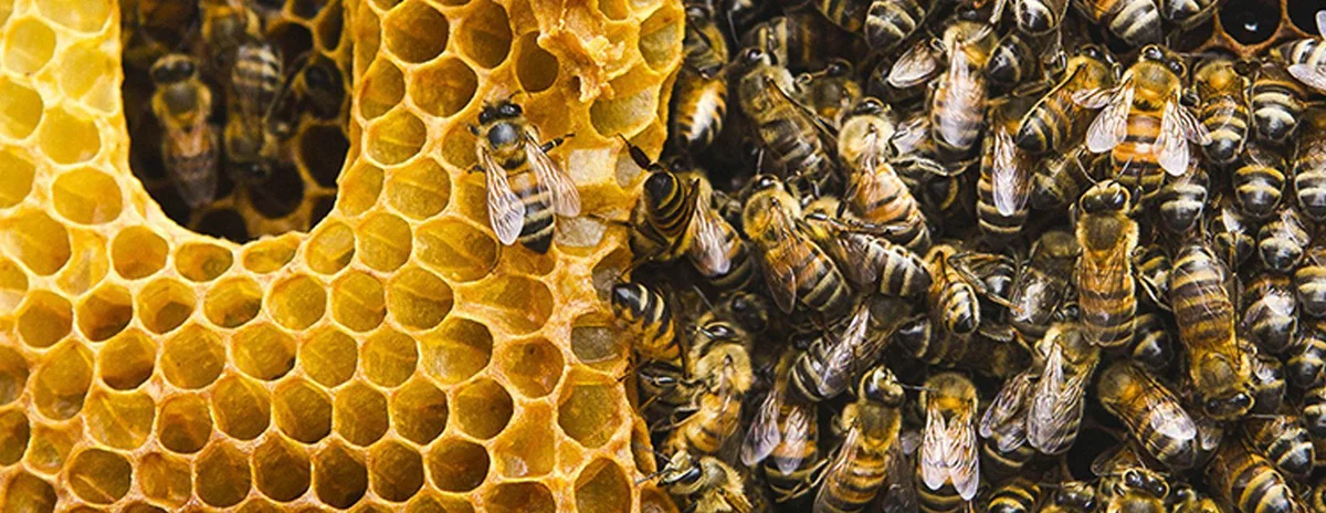 Nearly 75 per cent of the world’s crops producing fruits and seeds for human use depend, at least in part, on pollinators. Nearly 75 per cent of the world’s crops producing fruits and seeds for human use depend, at least in part, on pollinators.