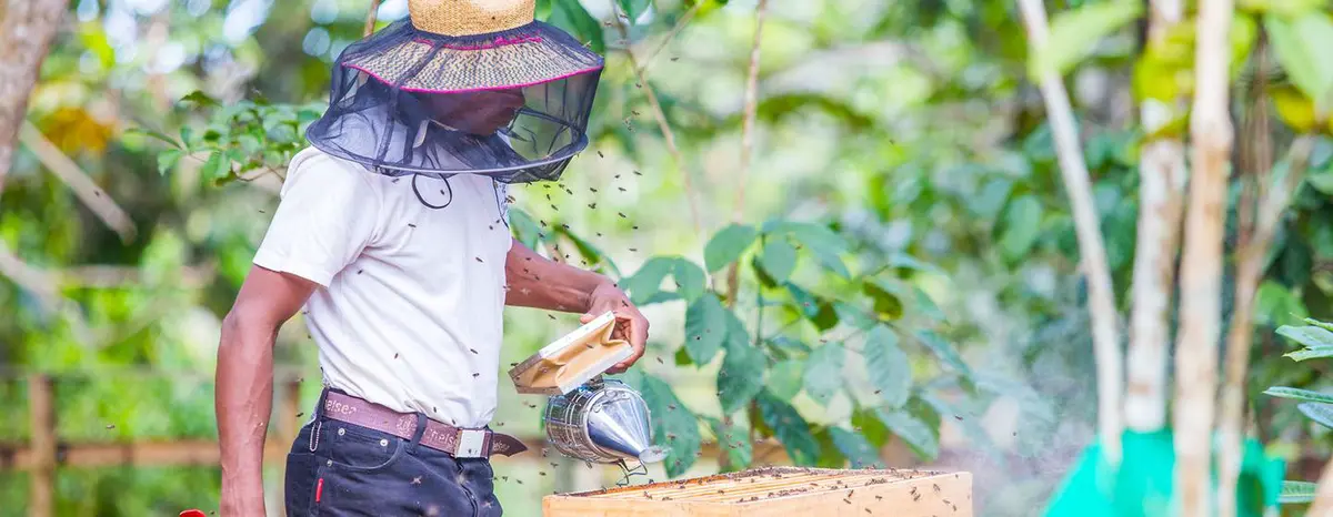 A beekeeper in Madagascar tends to his beehive using techniques learned through climate adaptation training. A beekeeper in Madagascar tends to his beehive using techniques learned through climate adaptation training.