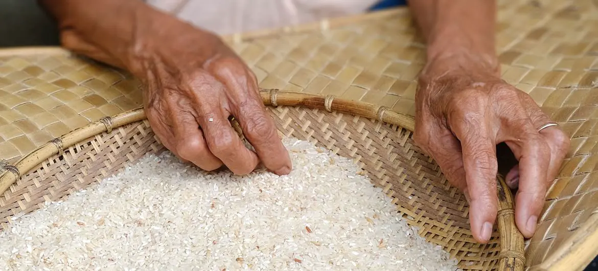 Rice is the staple food of many households in West Kalimantan. Rice is the staple food of many households in West Kalimantan.