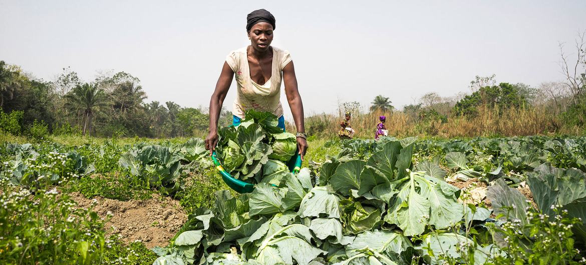 A farmer from a women-run vegetable cooperative grows cabbages in Sierra Leone. A farmer from a women-run vegetable cooperative grows cabbages in Sierra Leone.