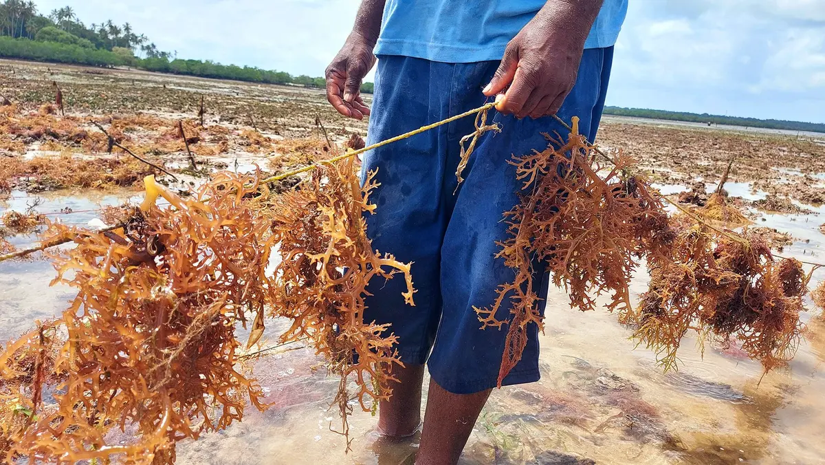 On the island of Zanzibar, seaweed is now the third-largest resource.