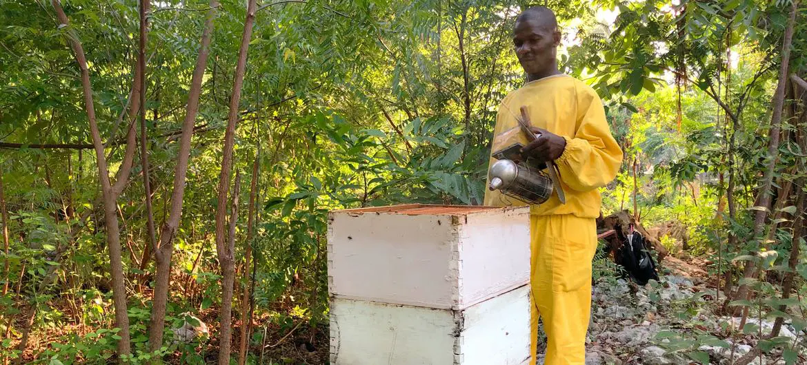 A beekeeper collects honey in southern Haiti. A beekeeper collects honey in southern Haiti.