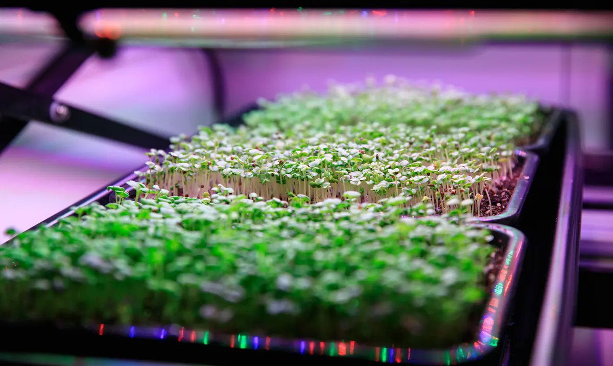 Nutritious microgreens are grown at NASA’s Kennedy Space Center in Florida, USA.