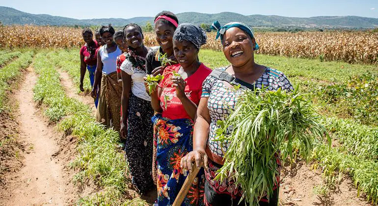 Women who are part of a female farming cooperative tend to their crops in Chipata, Zambia. Women who are part of a female farming cooperative tend to their crops in Chipata, Zambia.