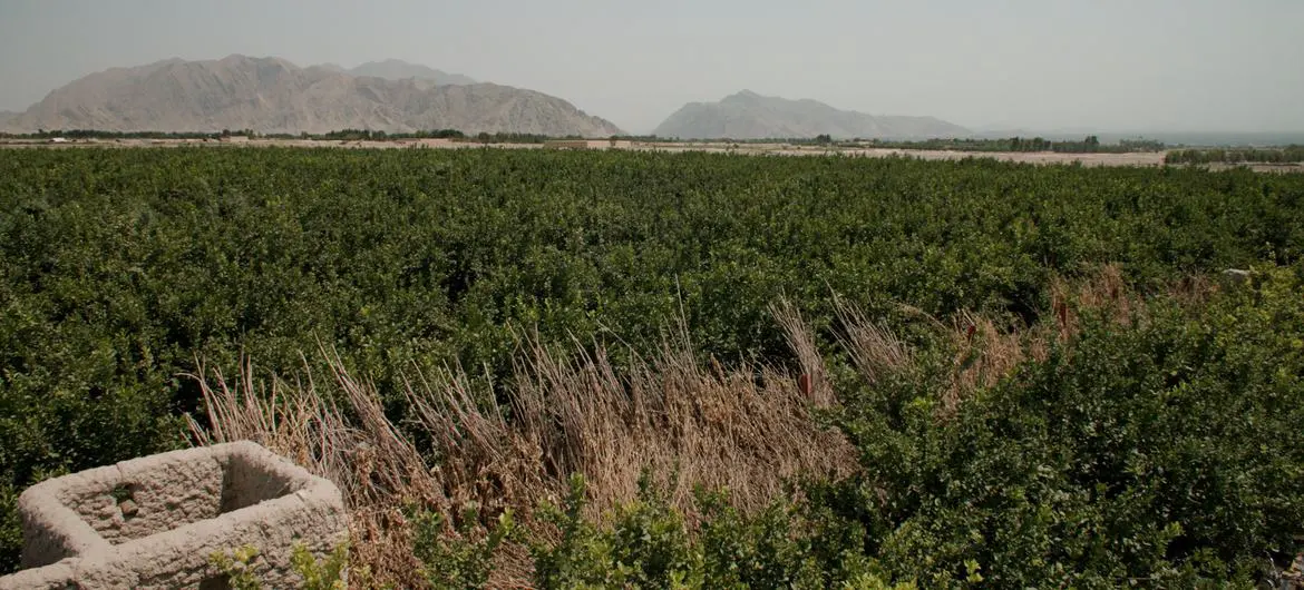 A wide view of Haji Mohamed Iqbal’s lemon orchard which was supported by a UNODC alternative development project. A wide view of Haji Mohamed Iqbal’s lemon orchard which was supported by a UNODC alternative development project.