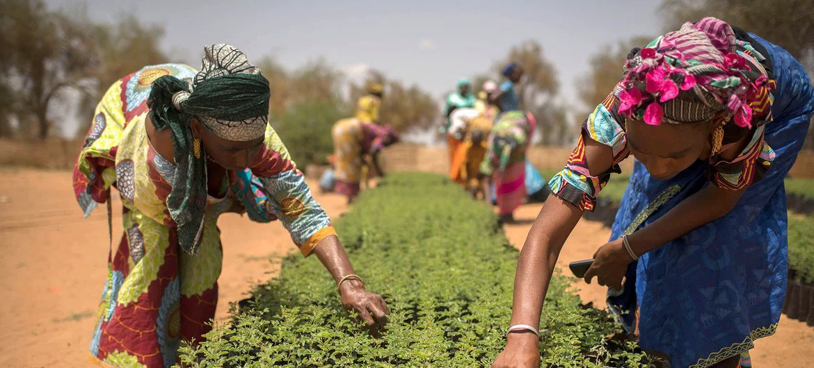 In Koyli Alpha, Senegal, women work in tree nurseries created as part of the Great Green Wall Initiative. In Koyli Alpha, Senegal, women work in tree nurseries created as part of the Great Green Wall Initiative.
