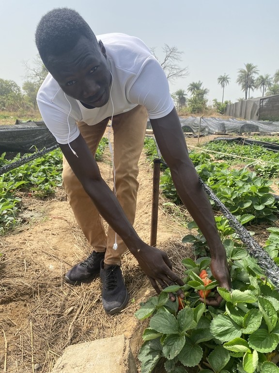 Gambian fruit and vegetable entrepreneur, Alhadgie Faal Gambian fruit and vegetable entrepreneur, Alhadgie Faal