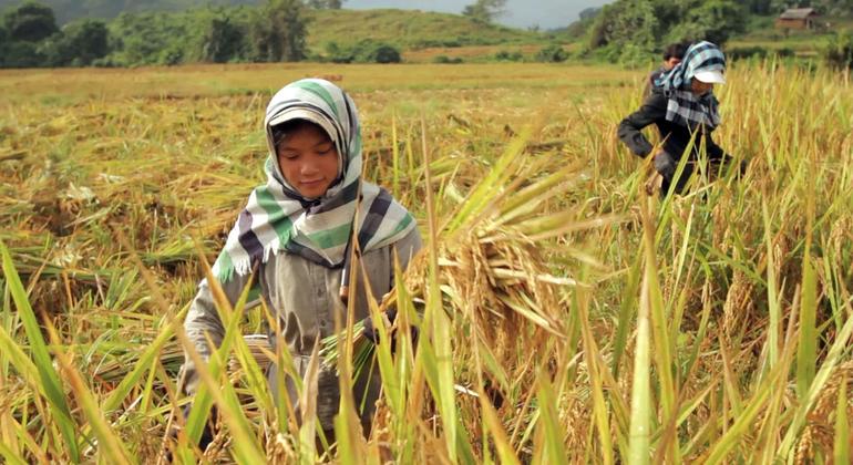 A young girl cultivates rice in Lao People’s Democratic Republic. A young girl cultivates rice in Lao People’s Democratic Republic.