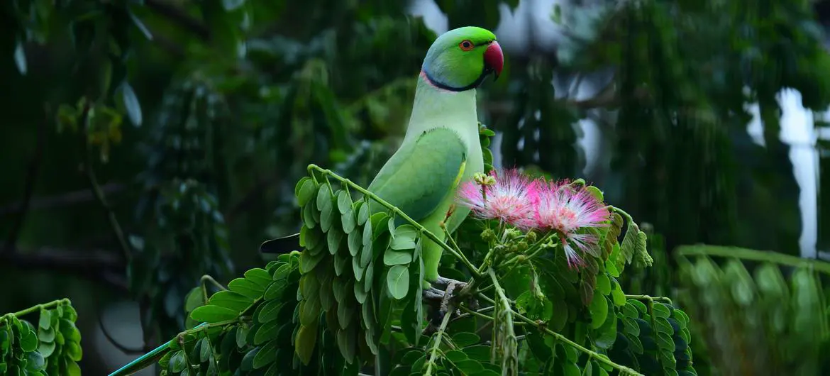 A parrot stands on a tree branch in Maharashtra, India. A parrot stands on a tree branch in Maharashtra, India.