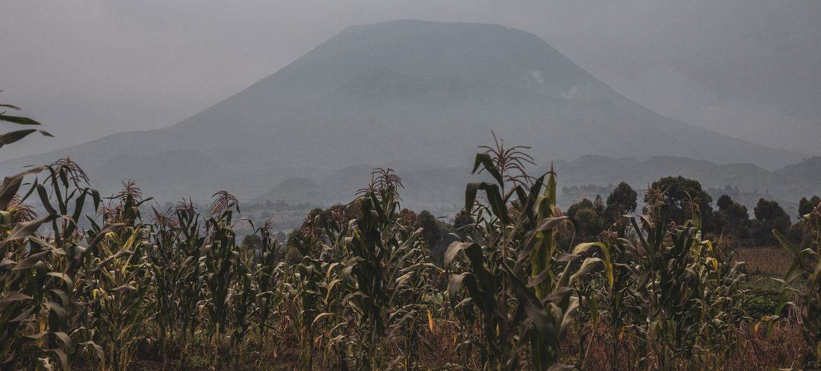 The Democratic Republic of the Congo holds some of the world’s largest copper reserves, yet most of the metal is exported, limiting the country’s ability to benefit fully from this valuable resource. The Democratic Republic of the Congo holds some of the world’s largest copper reserves, yet most of the metal is exported, limiting the country’s ability to benefit fully from this valuable resource.