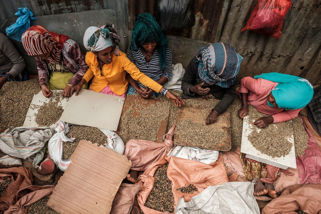 Women sort coffee beans in Addis Ababa, Ethiopia. Women sort coffee beans in Addis Ababa, Ethiopia.