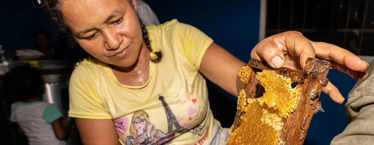 Once afraid of bees, Ligia Elena now treasures these creatures that have given her a livelihood for the last 17 years, a livelihood that began with an FAO programme in her village. Once afraid of bees, Ligia Elena now treasures these creatures that have given her a livelihood for the last 17 years, a livelihood that began with an FAO programme in her village.