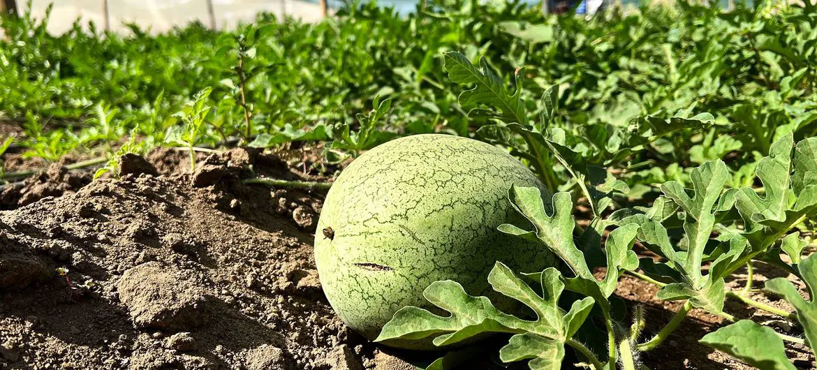 Watermelons are being grown in a greenhouse in the village. Watermelons are being grown in a greenhouse in the village.