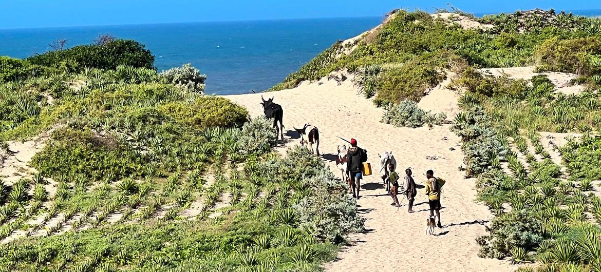 Communities in southern Madagascar are planting sisal to protect the land from erosion and degradation. Communities in southern Madagascar are planting sisal to protect the land from erosion and degradation.