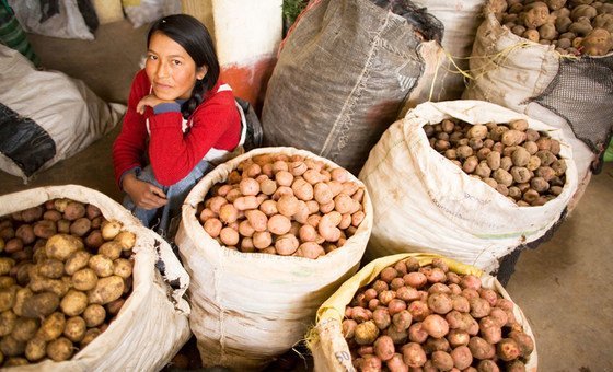 A woman sells potatoes in the Andahuaylas food market in Peru. A woman sells potatoes in the Andahuaylas food market in Peru.