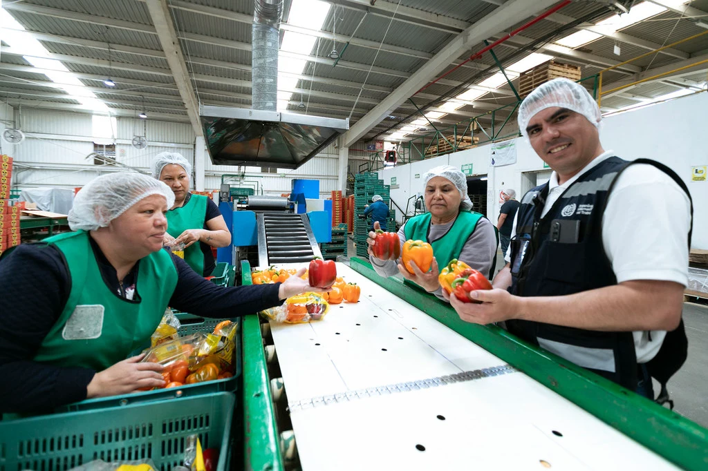 Workers sort through peppers in a processing plant in Mexico. Workers sort through peppers in a processing plant in Mexico.