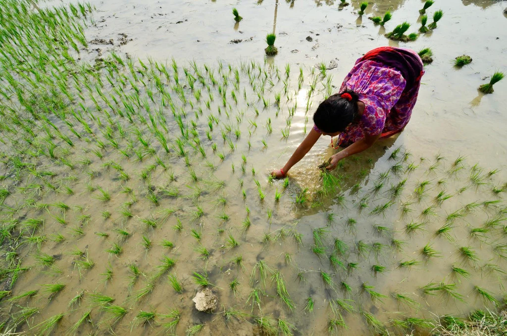A farmer plants rice in Rupan, Nepal. A farmer plants rice in Rupan, Nepal.