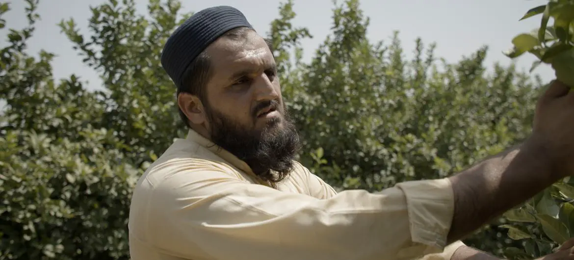Haji Mohamed Iqbal tending to his lemon trees in Gushta district, Nangarhar Province, Afghanistan. Haji Mohamed Iqbal tending to his lemon trees in Gushta district, Nangarhar Province, Afghanistan.