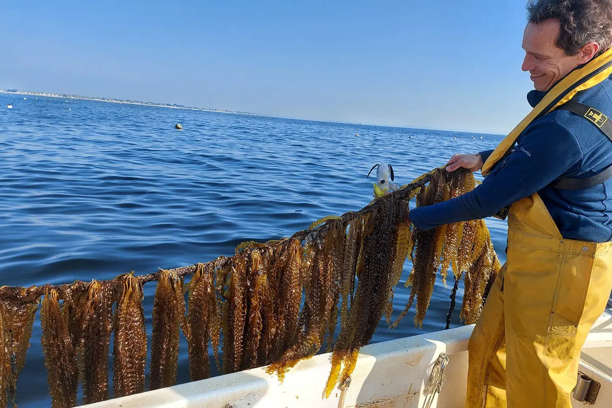 Algolesko, off the coast of Lesconil, in Brittany, is one of the largest seaweed farms in continental Europe, with 150 hectares of organic Laminaria culture.