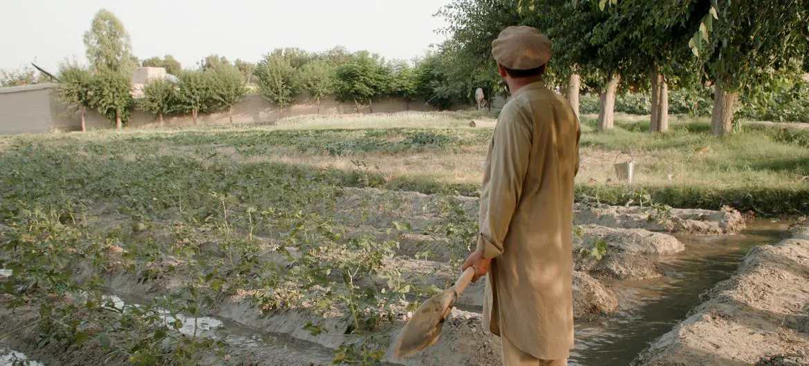Former poppy farmer Mazar Shah irrigating his vegetable farm in Surkhrud district, Nangarhar Province, Afghanistan. Former poppy farmer Mazar Shah irrigating his vegetable farm in Surkhrud district, Nangarhar Province, Afghanistan.