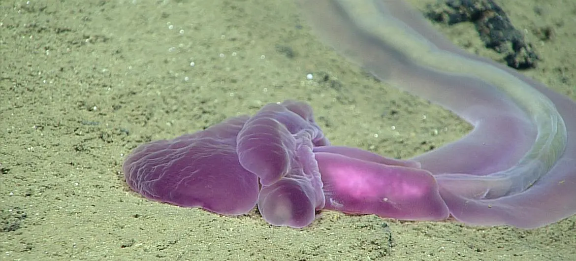 Acorn worms were one of the many types of fauna observed in the deep-sea around the North Marianas Islands in the Pacific Ocean.