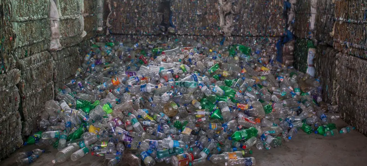 Plastic bottles are collected for recycling in India. Plastic bottles are collected for recycling in India.