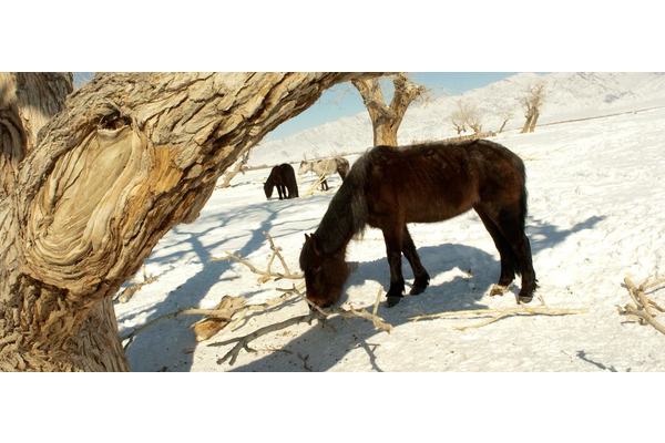 Mongolian dzud: Extreme weather puts 90% of country at ‘high risk’ | UN News