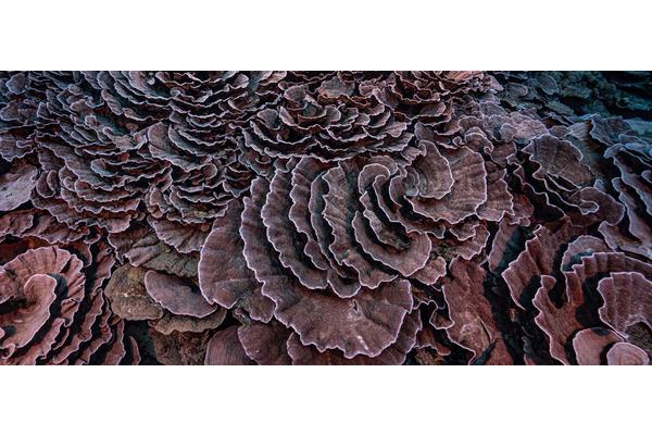 Rare coral reef discovered near Tahiti is ‘like a work of art’, says diver | UN News
