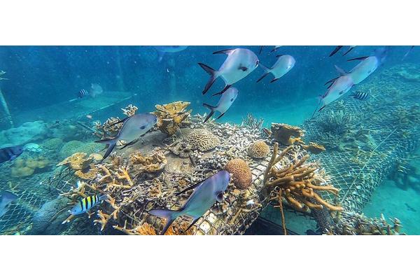 The latest UN biodiversity summit opens in Colombia; here’s what’s at stake | UN News