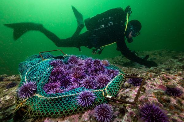 The world’s oceans are dying. Can a UN summit in Nice turn the tide? | UN News
