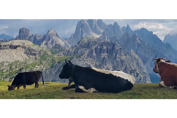 Global demand for meat and dairy set to rise, but climate and nutrition gaps remain | UN News
