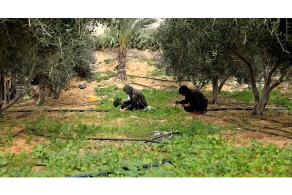 Gazans eating wild plants to survive | UN News