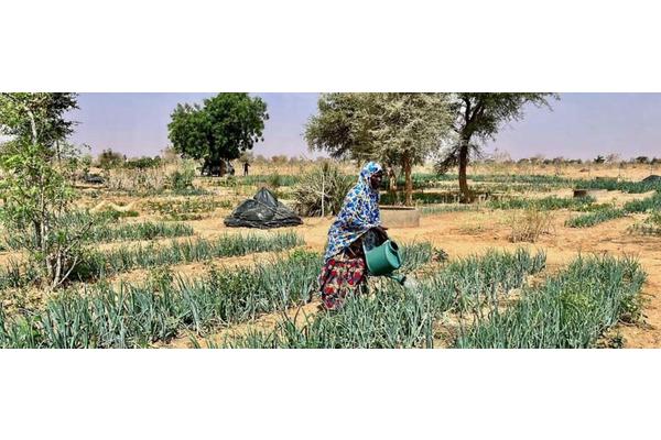 Combating drought, one garden at a time | UN News
